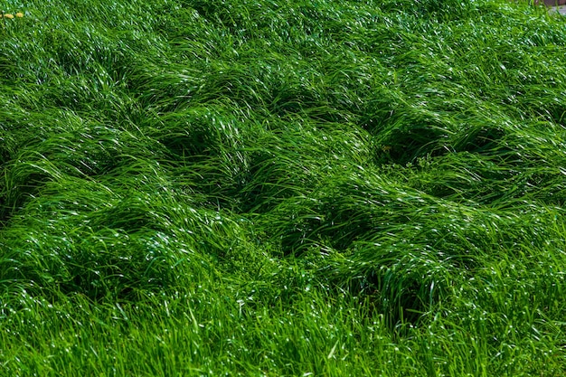 사진 배경에 대한 녹색 잔디 표면의 질감