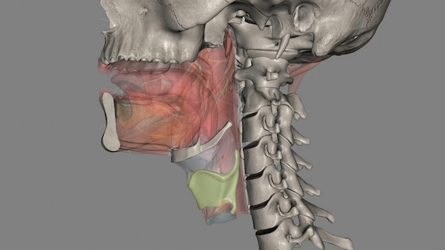 Фото Тирохиоидная мембрана или гиотиреоидная мембрана - это широкий фиброэластичный лист гортани