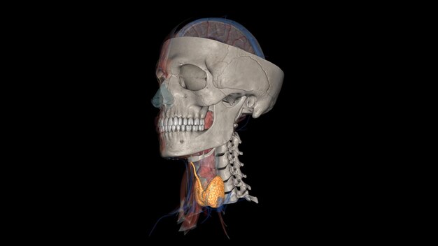 写真 甲状腺は,アダムスリンゴのすぐ下にある首の底にある小さな蝶状の腺です