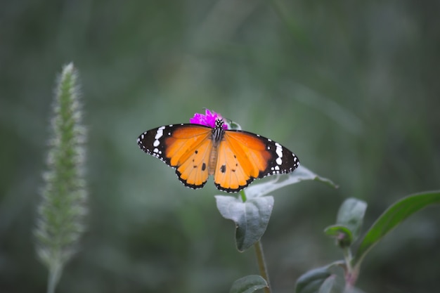 호랑이 나비 또는 Danaus Chrysippus 나비라고도 하는 꽃 식물에 쉬고 있는 나비