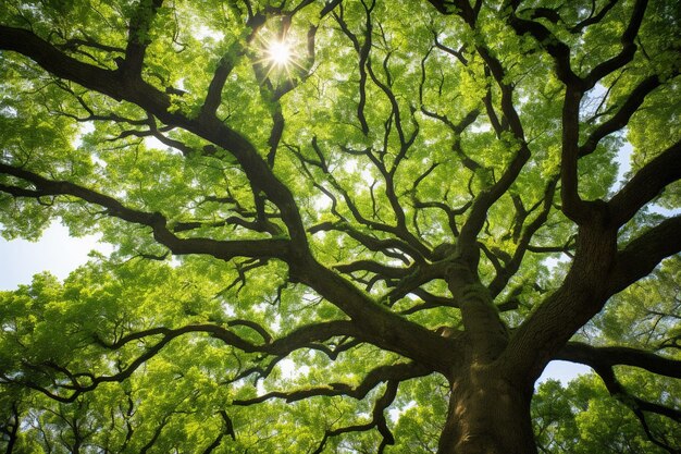 写真 the top of an oak tree from below on the mountain selective focus