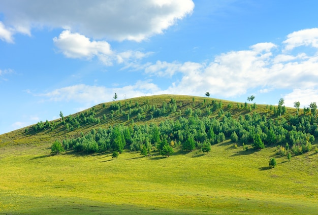写真 丘の頂上は、青い曇り空の下で夏には木々や草で覆われています。シベリア、ロシア