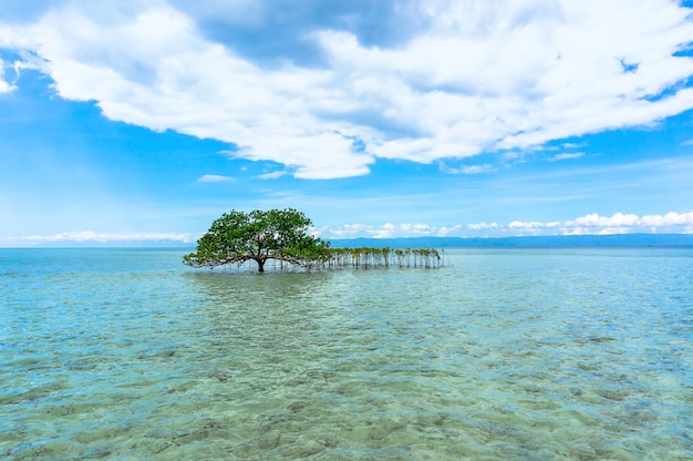 周りに人がいない海の真ん中にある澄んだ水の中にある木。美しい背景画像