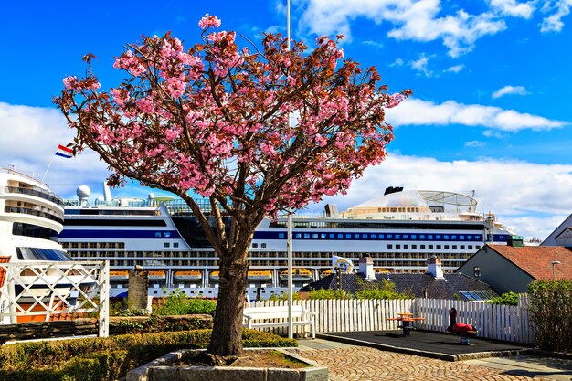 写真 船のピンク色の花の木