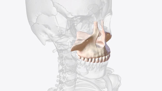 写真 上<unk>の上<unk>は上歯を保持し 顔の真ん中を形作ります