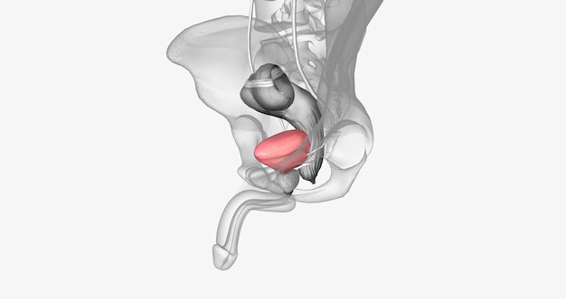 写真 膀胱は泌尿器系の筋肉質の袋状器官です。