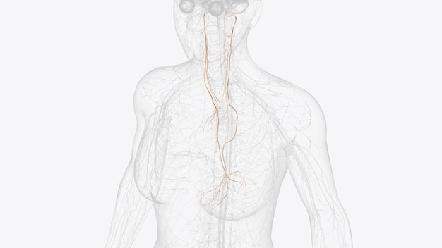 사진 방황신경 (vagus nerve) 은 신체에서 가장 긴 두개골 신경으로, 운동 신경을 모두 포함한다.