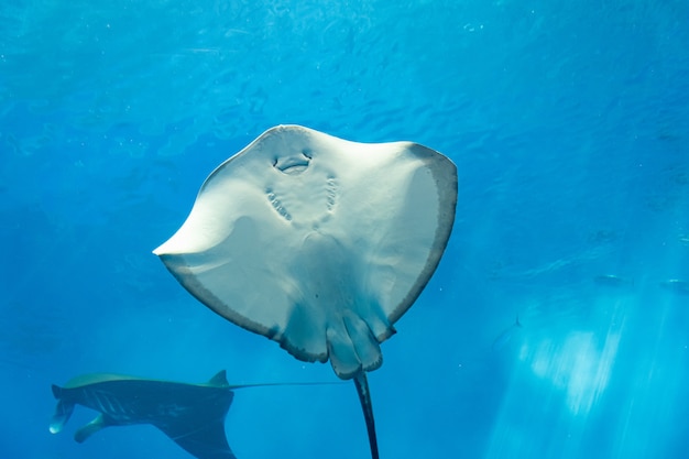 水中の海の生物とガラスの背後にあるさまざまなアカエイ