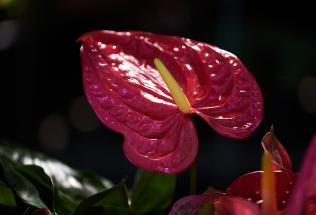 사진 열대 정원에있는 안스리움 꽃의 선명한 색상