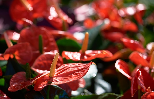 写真 トロピカルガーデンのアンスリウムの花の鮮やかな色