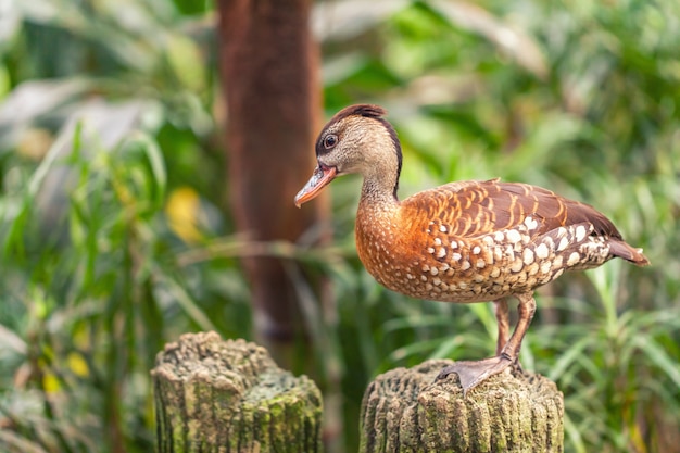 写真 白い斑点がある口笛のアヒルまたは木のアヒルの茶色