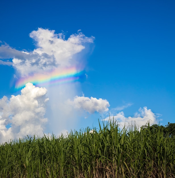 写真 白い雲は昼間の真っ青な空に色とりどりの虹を持っています。