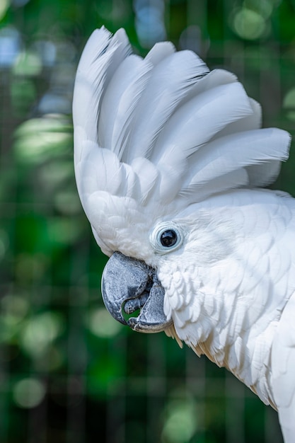 우산 앵무새로도 알려진 흰색 앵무새 (cacatua Alba)는 인도네시아 섬의 열대 우림에 서식하는 중간 크기의 전체 흰색 앵무새입니다.