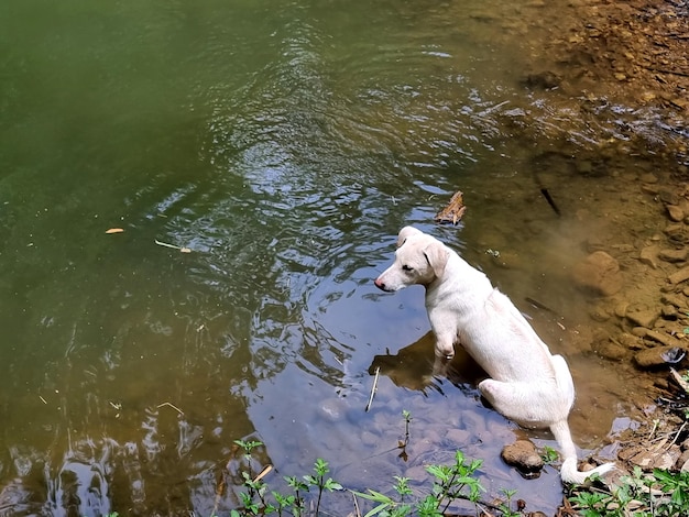 写真 川に座っている白い犬