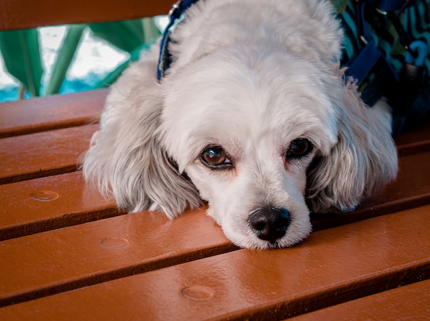 写真 白い犬