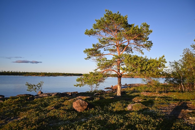 Фото Берег белого моря