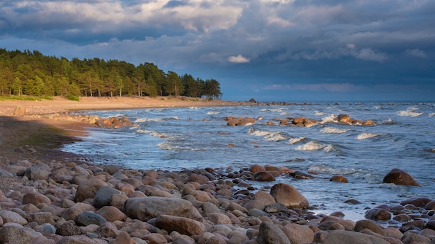 Фото Дикий берег балтийского моря в финском заливе летним вечером на закате