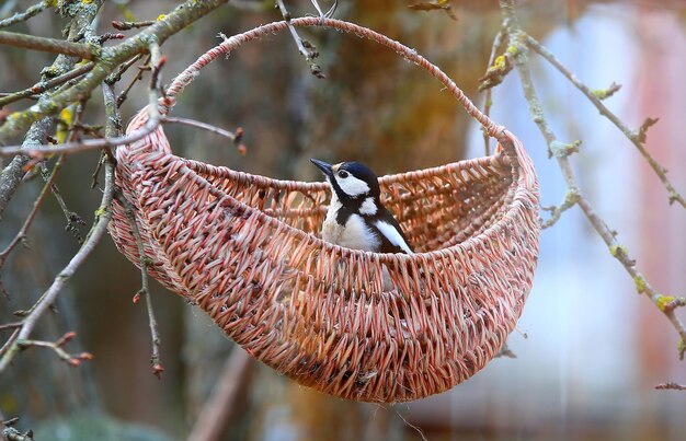 写真 キツツキの餌やり