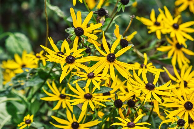 Фото Желтый цветок rudbeckia fulgida или желтый эхиноцвет