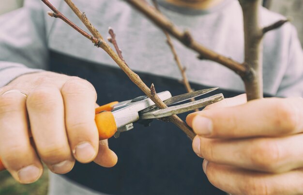写真 若い男は春先に剪定はさみで木の枝を切っています