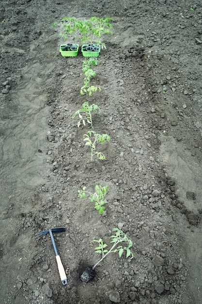 사진 땅에 심을 준비가 된 어린 토마토 묘목