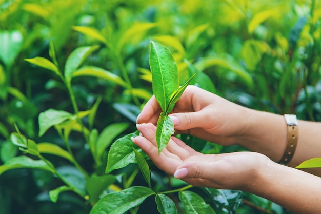 Thee groeit op theeplantages in Sri Lanka.