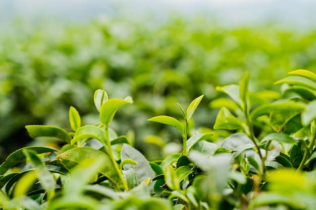 Theeaanplanting, Oolong-theelandbouwbedrijf, groene landschapsachtergrond, groen blad