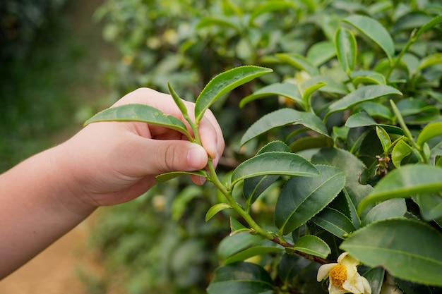 Theeaanplanting, Oolong-theelandbouwbedrijf, groene landschapsachtergrond, groen blad