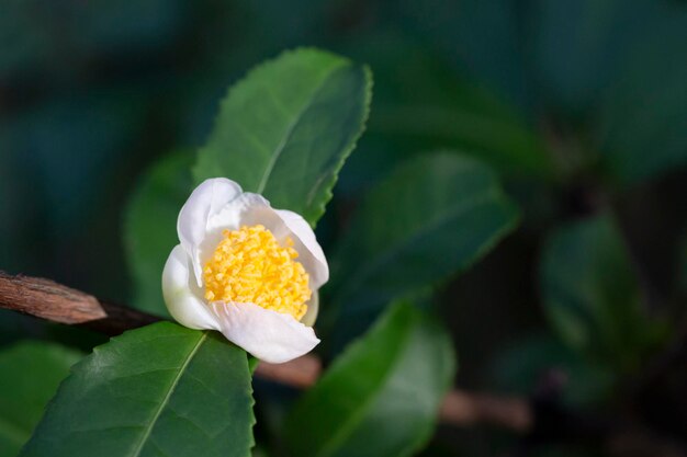 Theeblad en witte bloem in theeplantage Bloem van thee op boomstam Mooie en verse witte theebloem