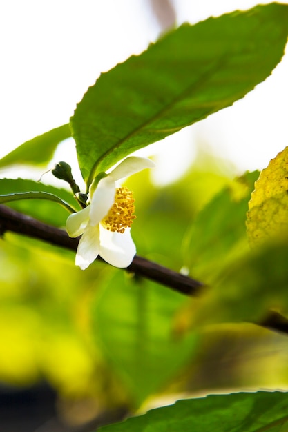 Theeblad en witte bloem in theeplantage. Bloem van thee op stam. Mooie en frisse witte theebloem op een tak in China