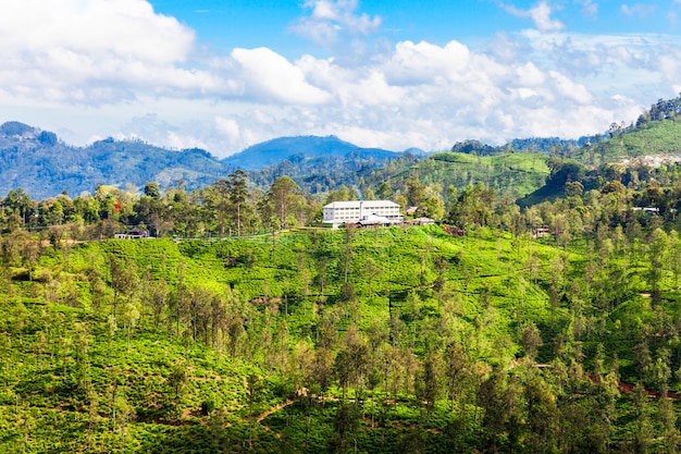 Theefabriek, Sri Lanka