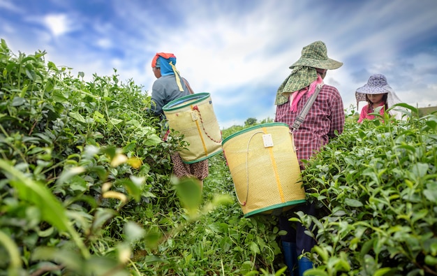 Theekieper het plukken theeblad op aanplanting, Chiang Rai, Thailand