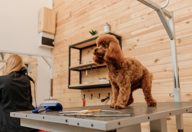 Theekopje Poedel Hond op de trimtafel wachtend op een knipbeurt van professionele trimmer