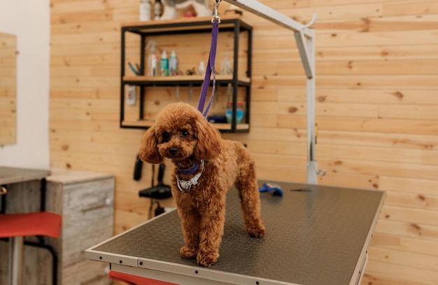 Theekopje poedel hond op de trimtafel wachtend op een knipbeurt van professionele trimmer