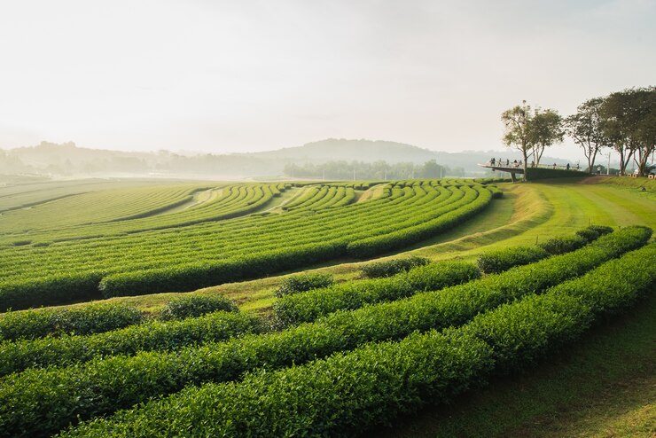 Foto theelandbouwbedrijf in de ochtend