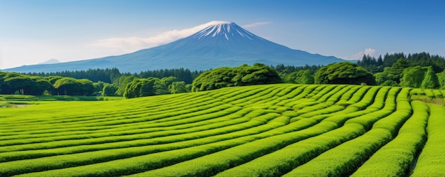 Theeplantage bij de berg Fuji Shizuoka Japan Generative ai