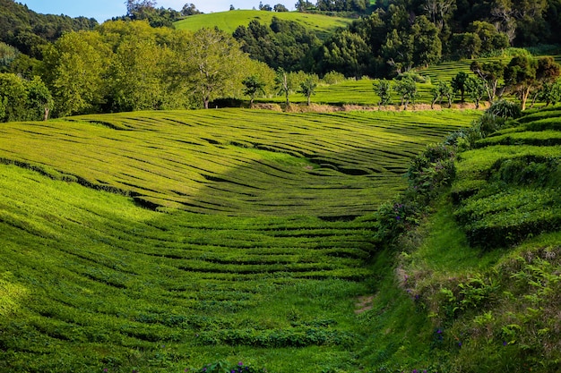 Theeplantage Cha Goreana theeplantage op het eiland Sao Miguel Portugal