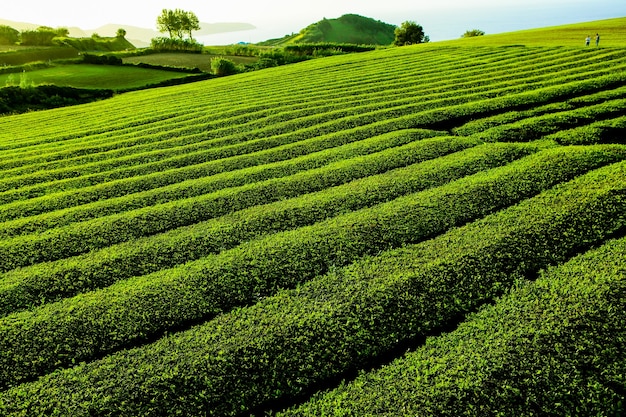 Theeplantage Cha Goreana theeplantage op het eiland Sao Miguel Portugal