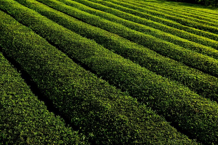 Foto theeplantage cha goreana theeplantage op het eiland sao miguel portugal