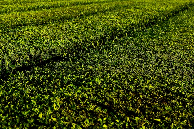 Theeplantage cha goreana theeplantage op het eiland sao miguel portugal