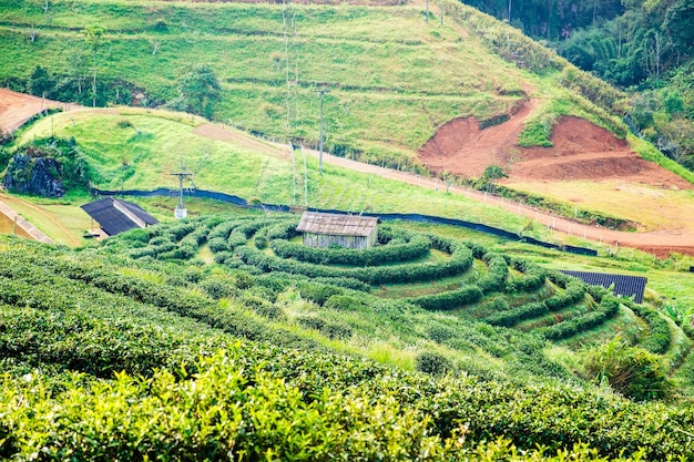 Theeplantage cirkel rond huis prachtig landschap