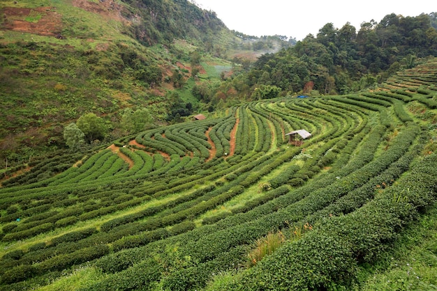 Theeplantage in de Doi Ang Khang Chiang Mai Thailand