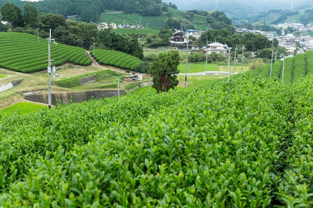 Theeplantage in Japan