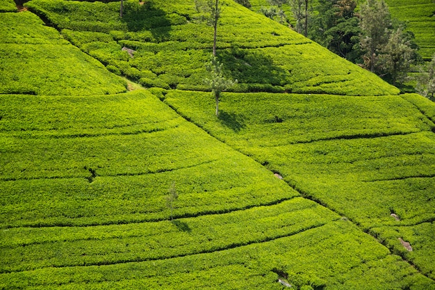 Theeplantage in sri lanka