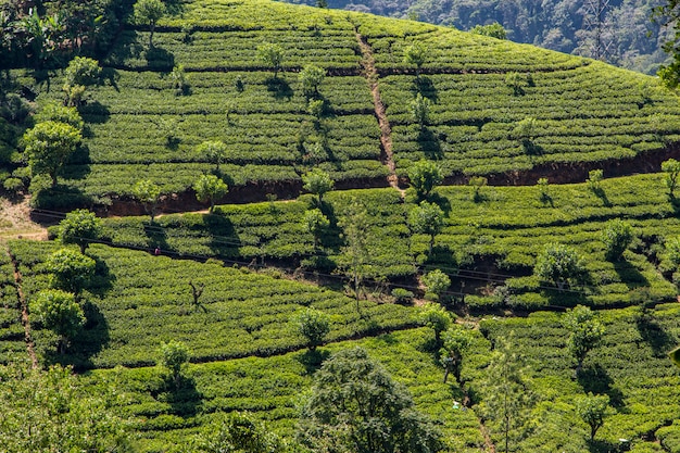 Foto theeplantage in sri lanka