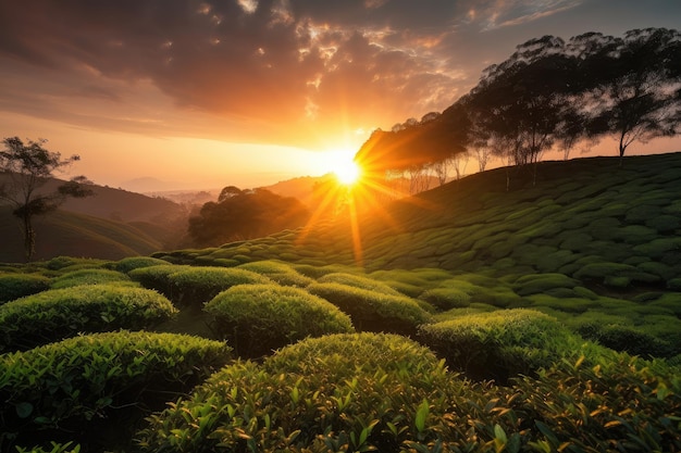 Theeplantage met zonsondergang die de heldere en veranderende kleuren van de lucht laat zien