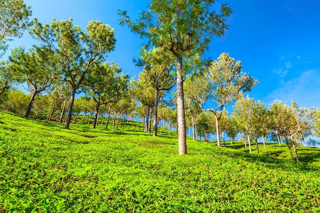 Theeplantage natuur achtergrond landschap