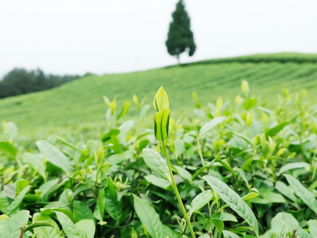 Foto theeplantage op de top van de berg