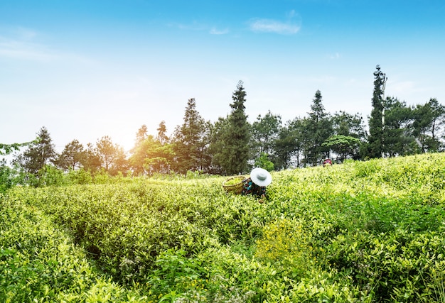 Theeplantage op de top van de berg