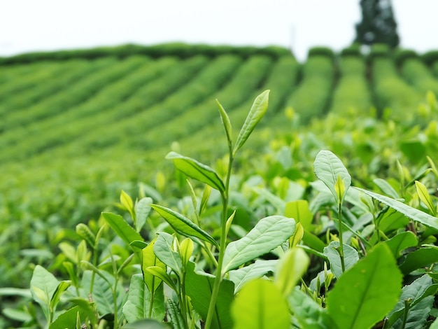 Theeplantage op de top van de berg